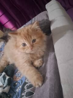 Cats