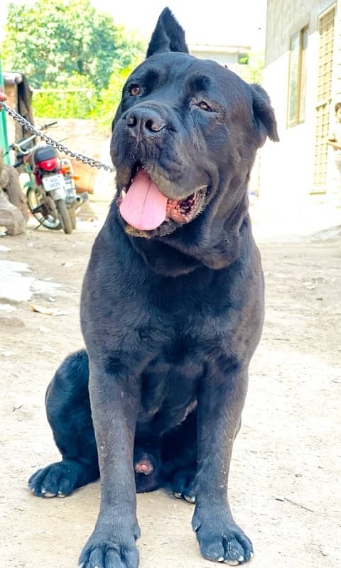 cane corso 03234696626 0
