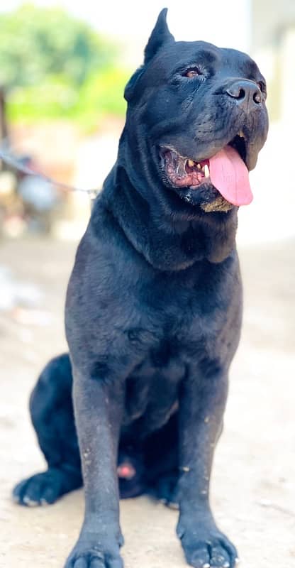 cane corso 03234696626 1