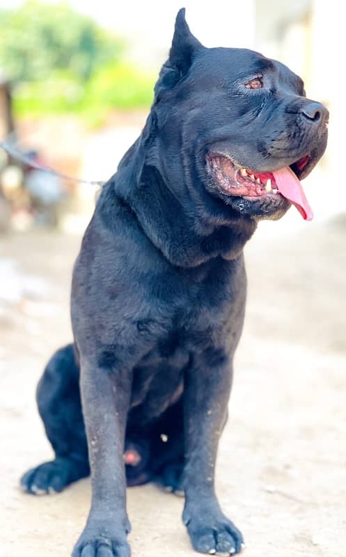 cane corso 03234696626 2