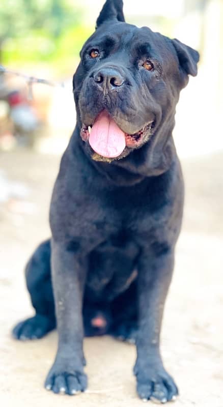 cane corso 03234696626 4