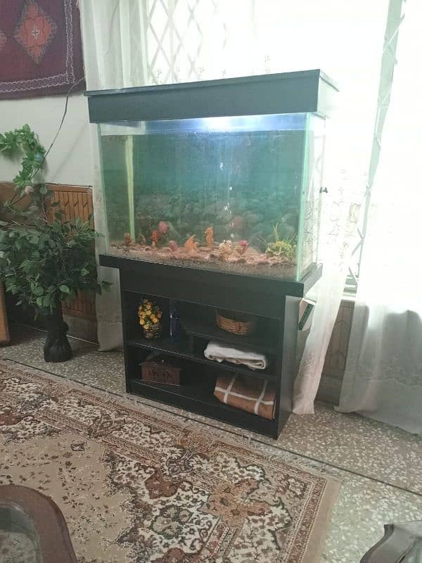 fish aquarium for sale 4