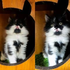 Persian