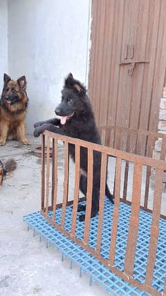 gsd