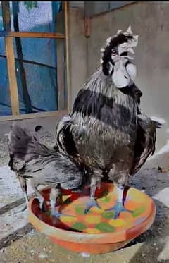 ayam cemani