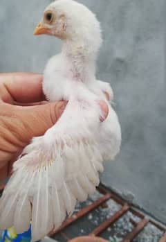 Aseel heera chicks for sale