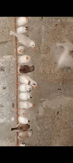 Finches
