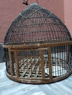 birds