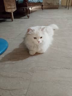 Parcian cat