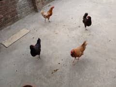 Pure Desi Hens (Home Breed) For Sale