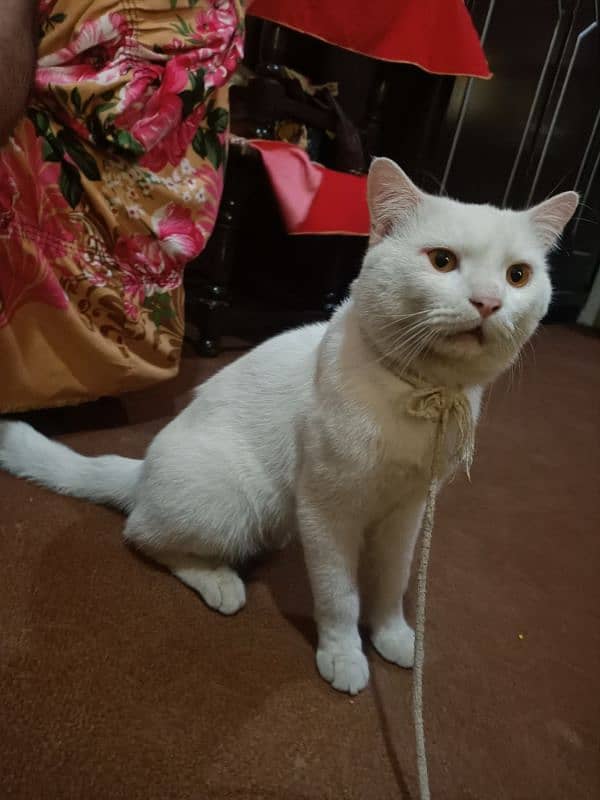 khaoo manee (felis cactus) 0