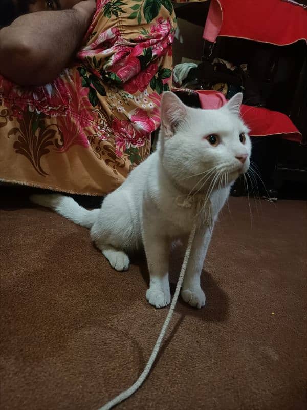 khaoo manee (felis cactus) 1