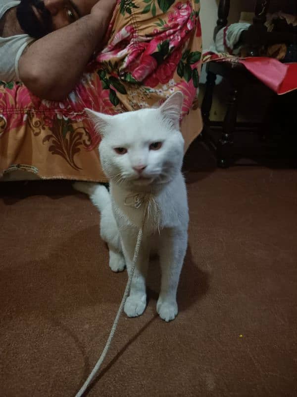 khaoo manee (felis cactus) 2