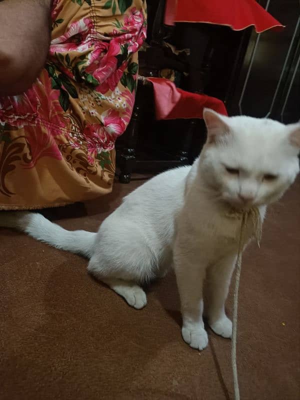 khaoo manee (felis cactus) 3