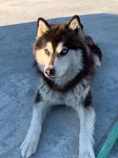 husky female 2 year