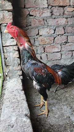 Thai Aseel trio for sale