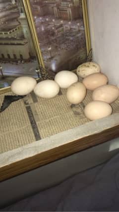 asel Lasani eggs 03006659134