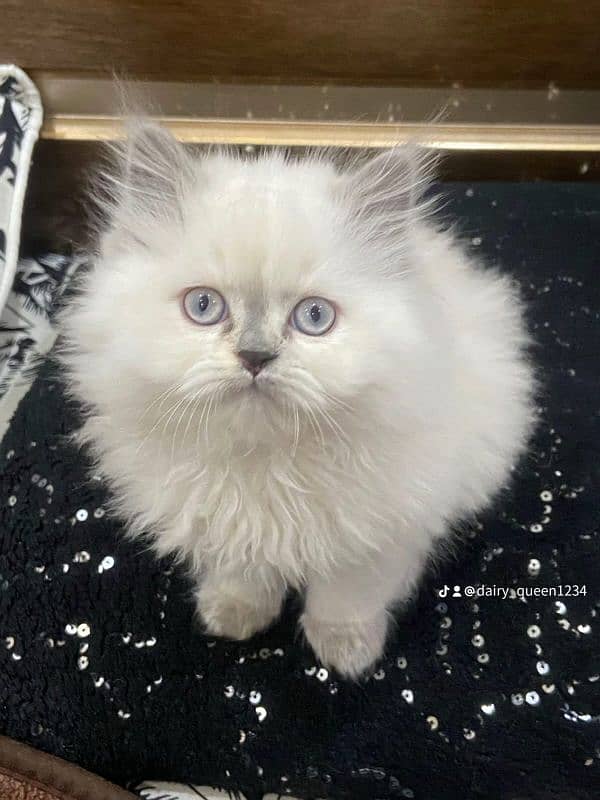 1 Kitten for Sale, Himalayan  full trand 120 Days Age 1