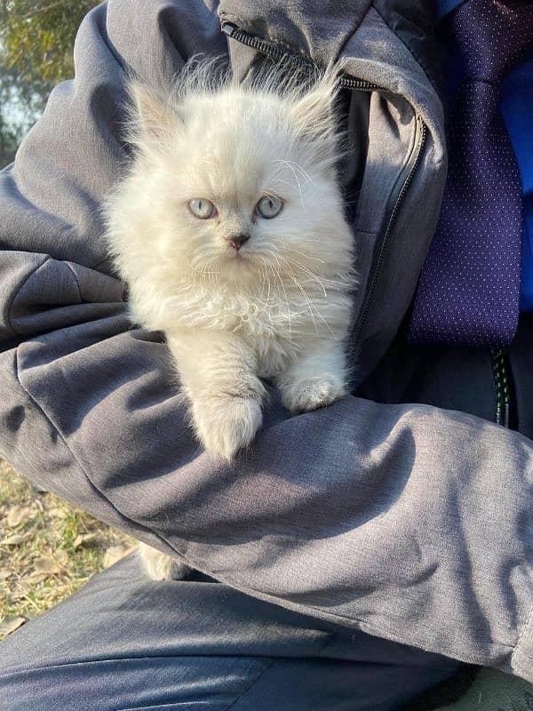 1 Kitten for Sale, Himalayan  full trand 120 Days Age 2