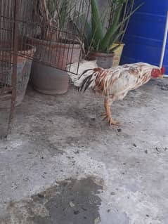 Asell