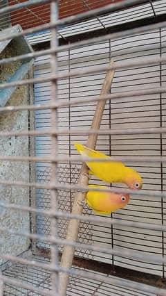 parrots