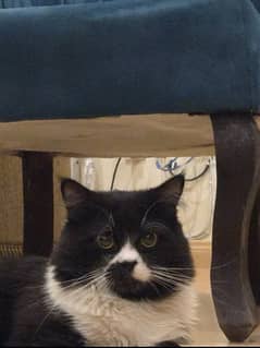 tuxedo