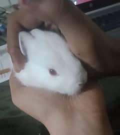 rabbit family