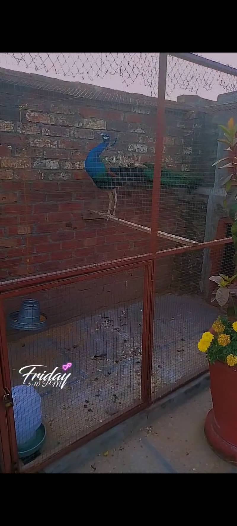 2 Male breeder Peacock 0