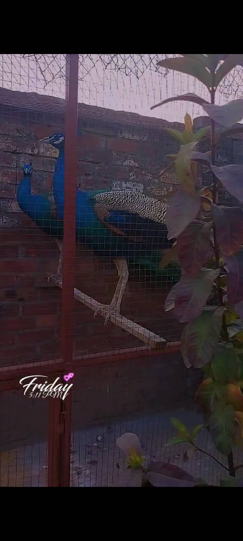 2 Male breeder Peacock 3