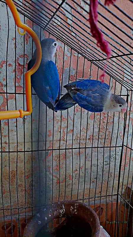 blue fisher pair  for sale 2