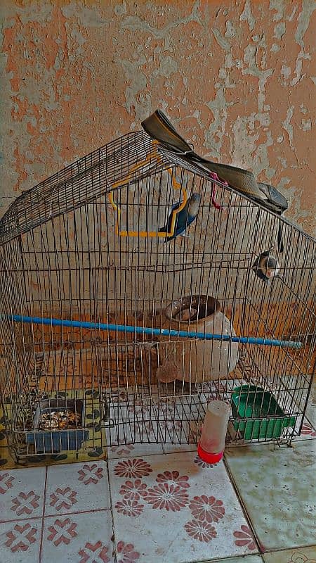 blue fisher pair  for sale 5