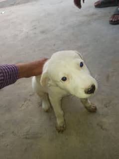 Labrador Retriever