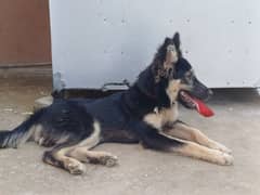 Male German shepherd (cross breed)