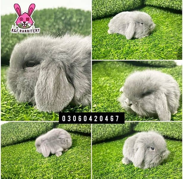 Holland lop 0
