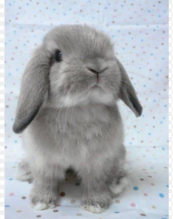 Holland lop 1