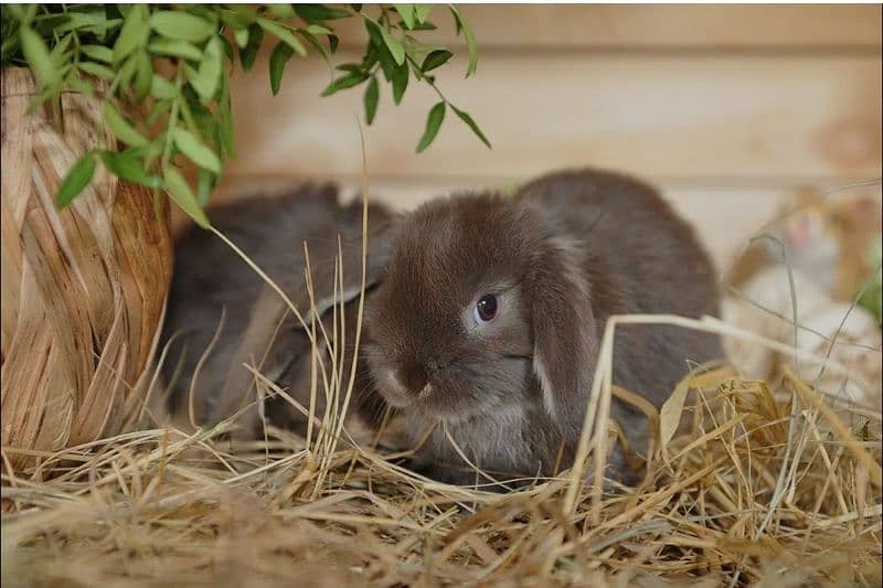 Holland lop 2