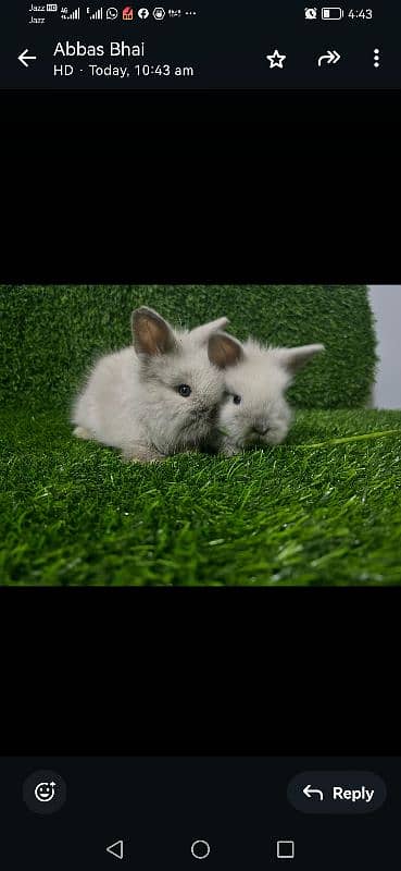 Holland lop 4