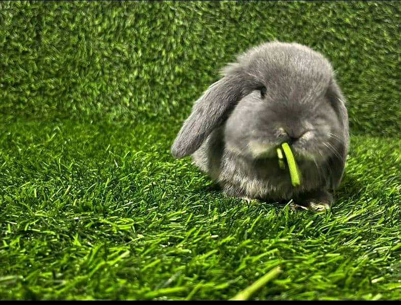 Holland lop 5