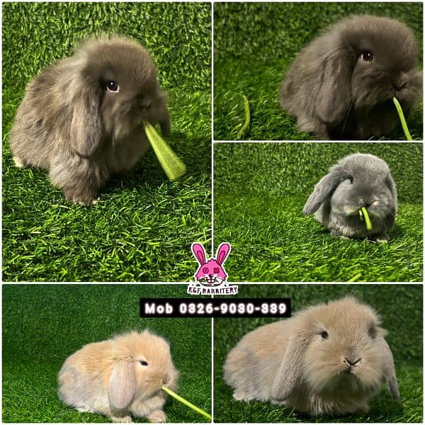 Holland lop 7