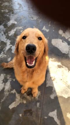Golden retriever