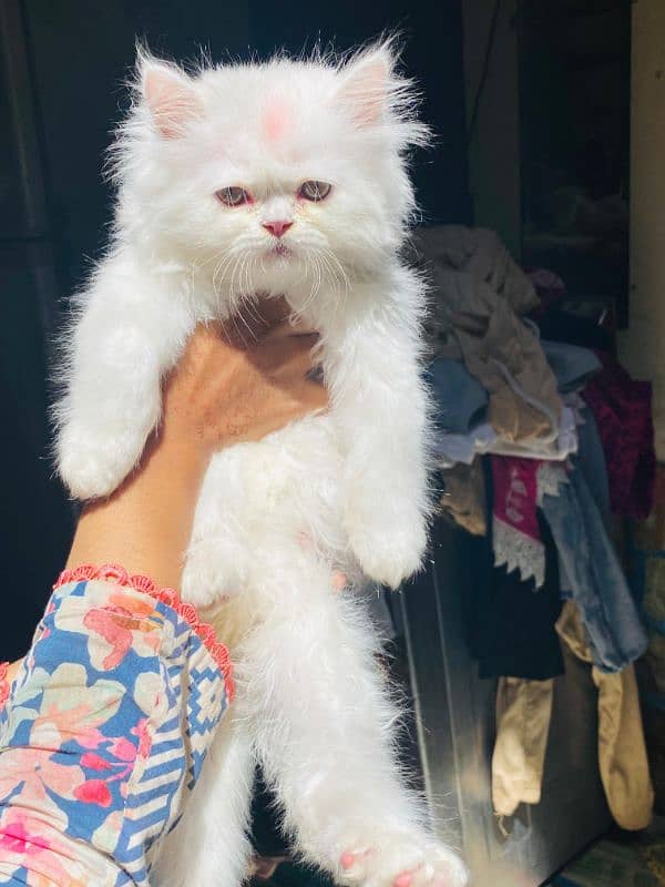 Persian good quality kitten's available in all colours 0