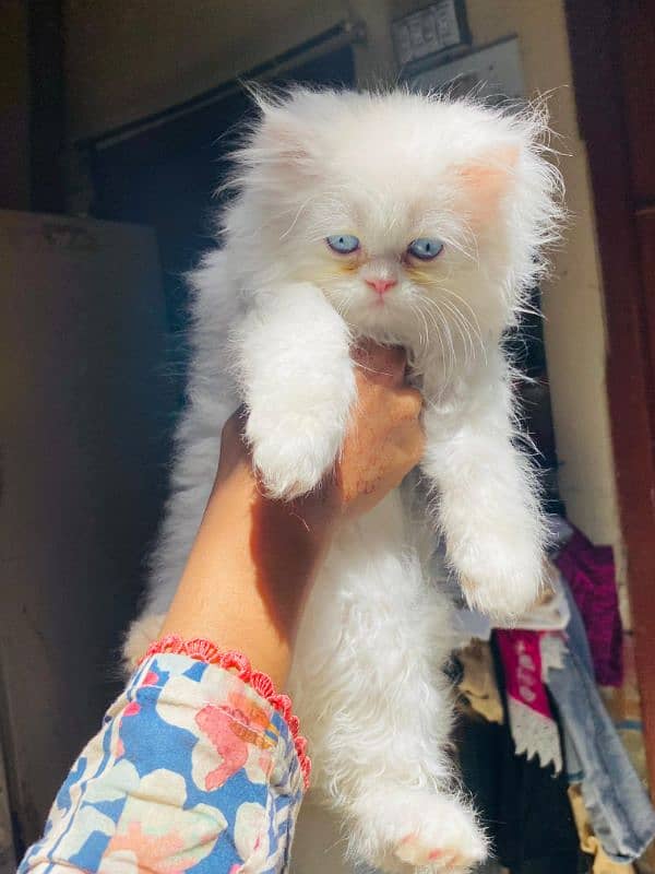 Persian good quality kitten's available in all colours 1