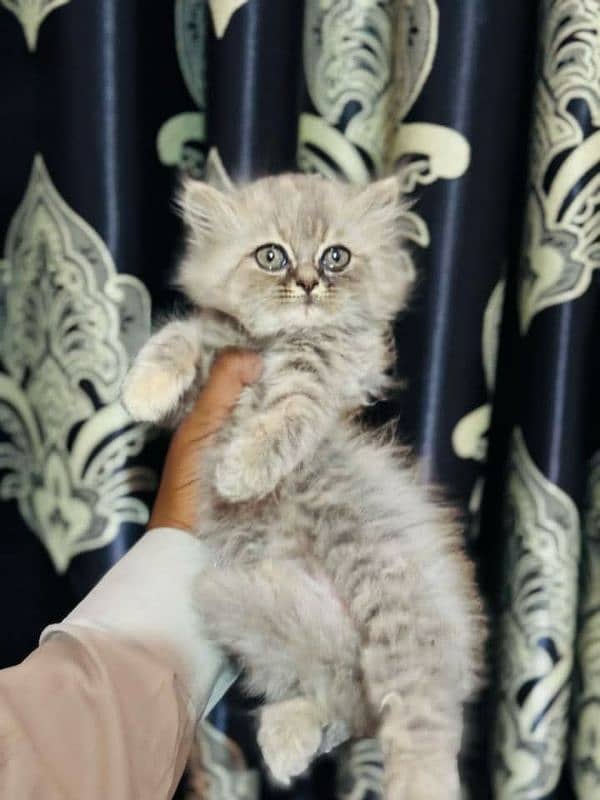 Persian good quality kitten's available in all colours 2