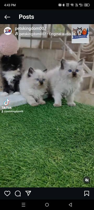 Persian good quality kitten's available in all colours 4