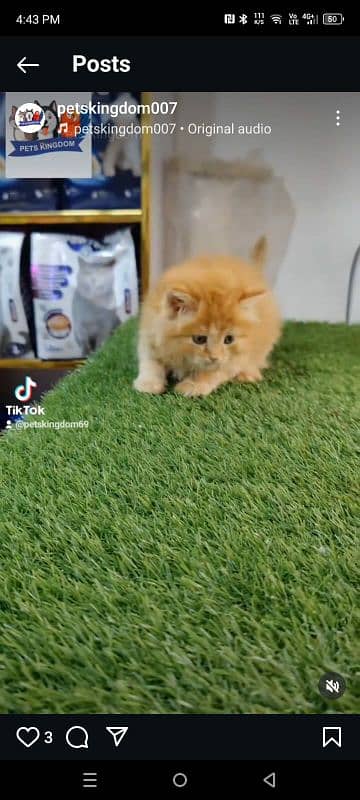 Persian good quality kitten's available in all colours 5