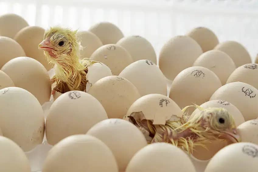 Fertile Chicken Eggs Hatching 2