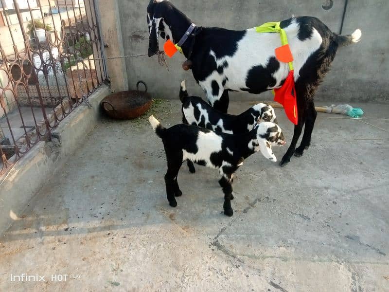 Betal bread with 2 female kids nagra Bakra 4 dant qurbani k Lia sale 0