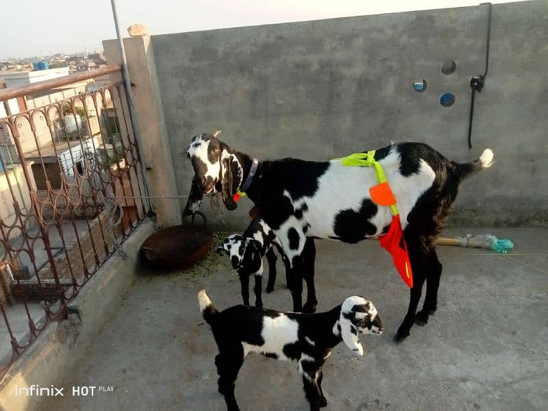 Betal bread with 2 female kids nagra Bakra 4 dant qurbani k Lia sale 3