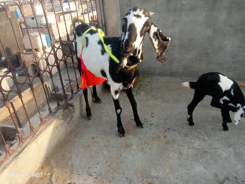 Betal bread with 2 female kids nagra Bakra 4 dant qurbani k Lia sale 4