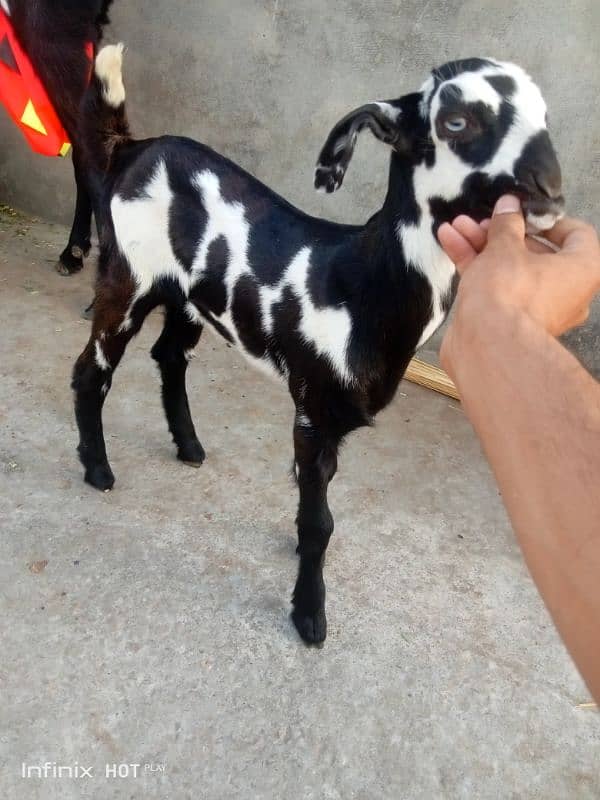Betal bread with 2 female kids nagra Bakra 4 dant qurbani k Lia sale 5
